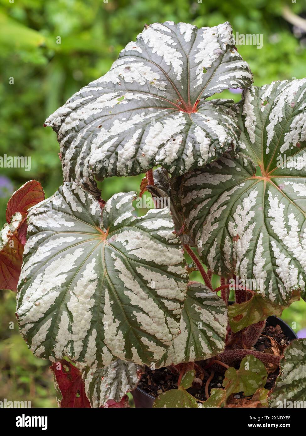 Green and silver foliage of the evergreen Begonia 'Cool Breeze Glacier', bred for cool growing and outdoor summer display Stock Photo