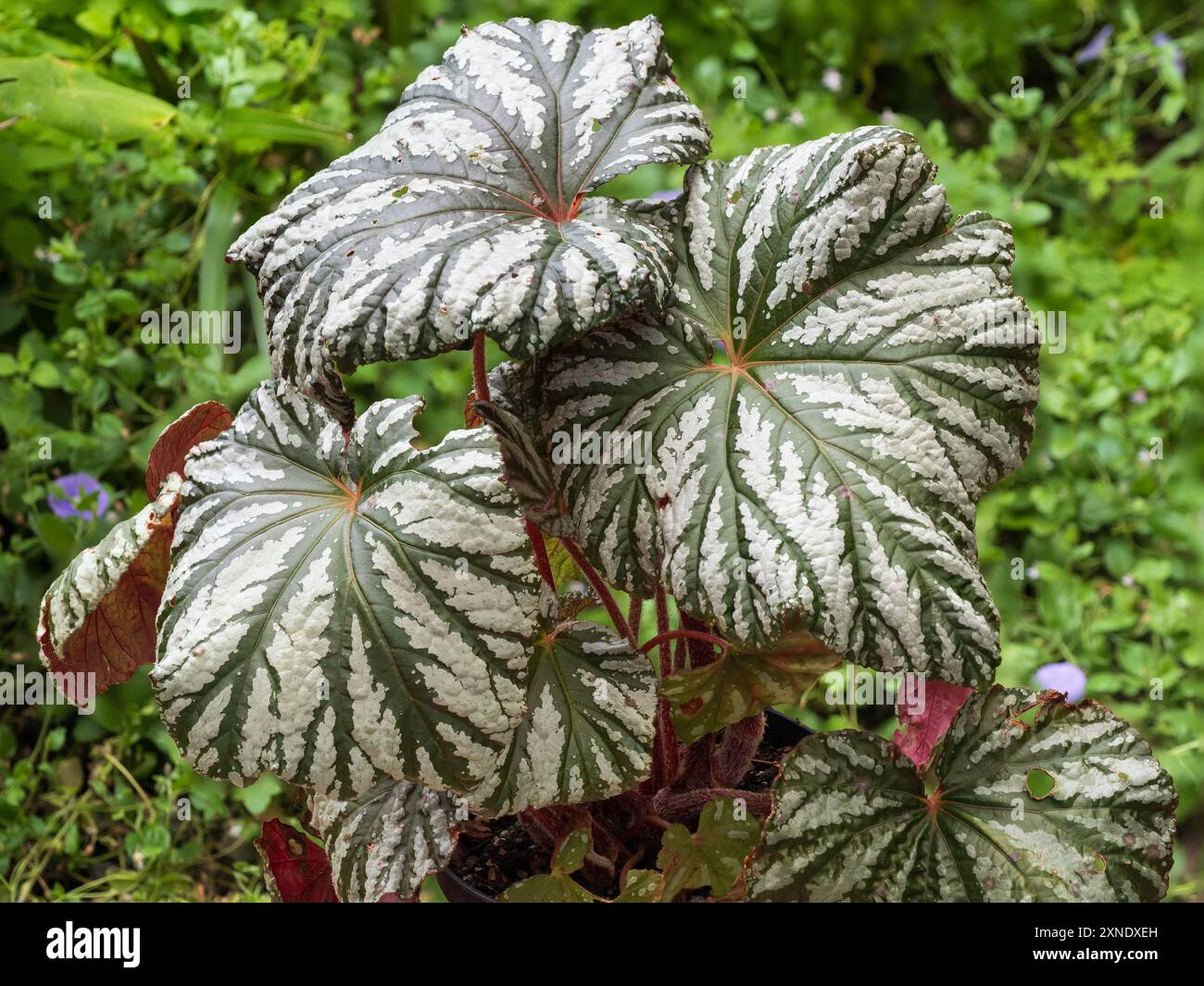 Green and silver foliage of the evergreen Begonia 'Cool Breeze Glacier', bred for cool growing and outdoor summer display Stock Photo