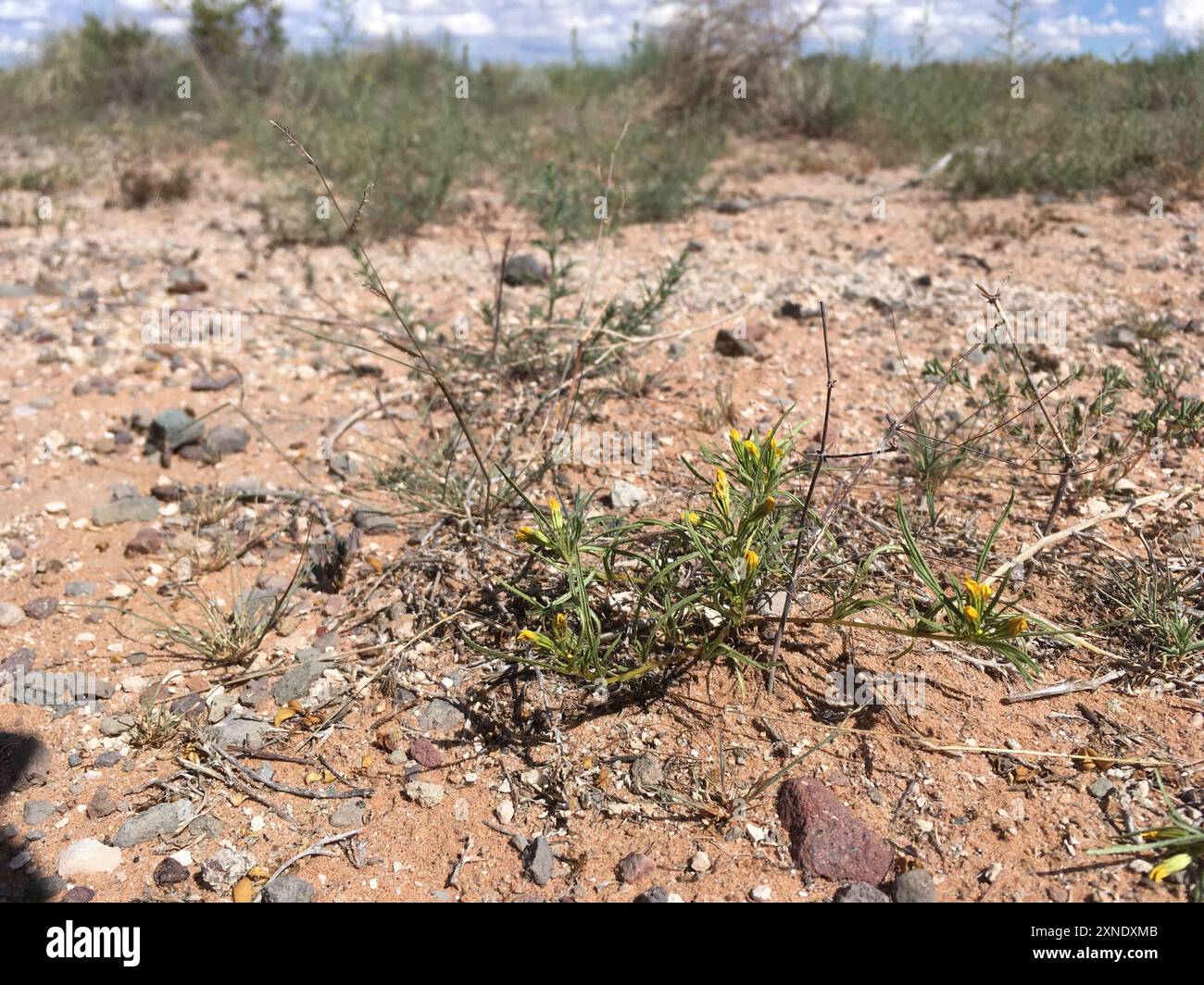 Chinchweed (Pectis papposa) Plantae Stock Photo - Alamy