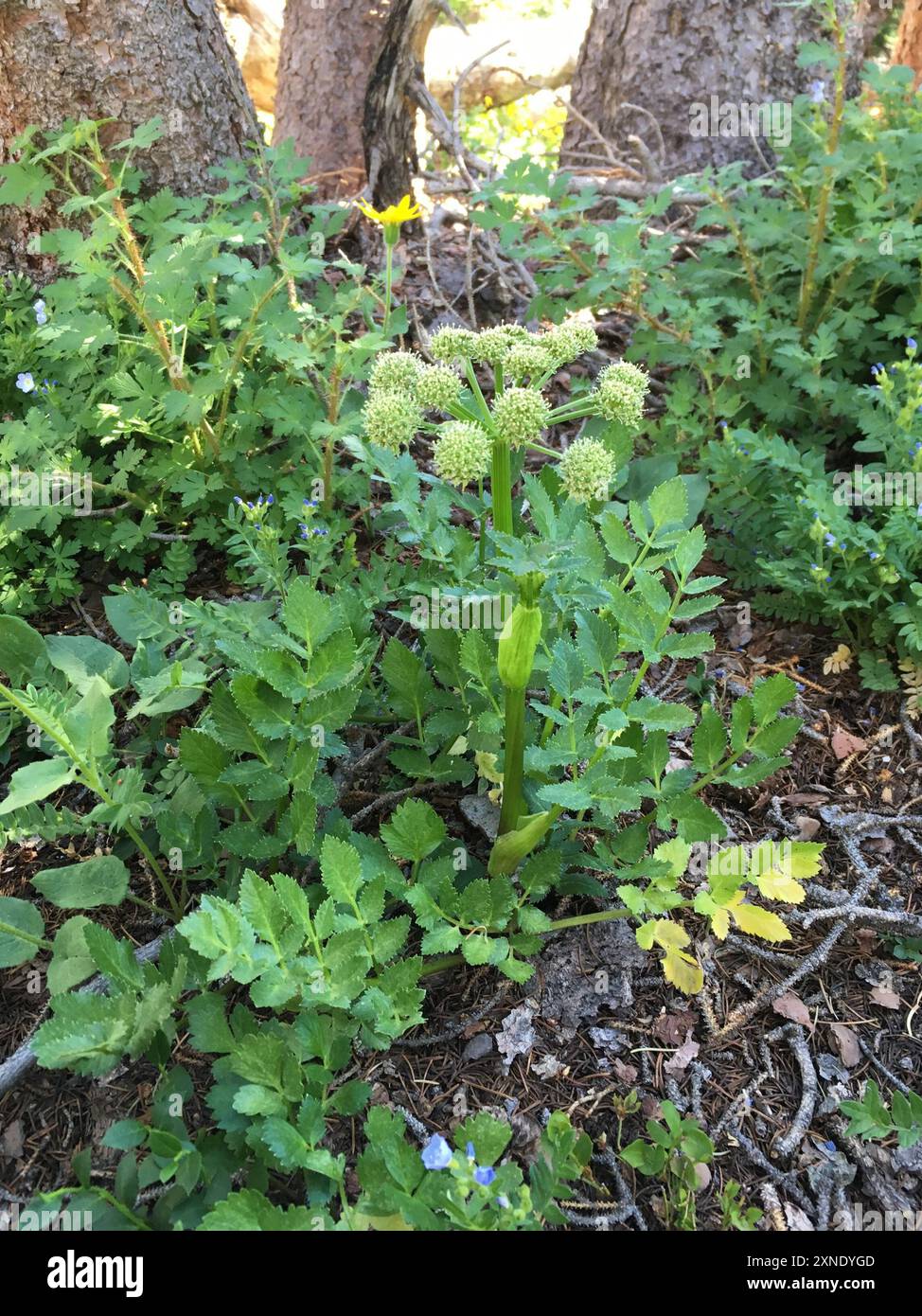Gray's angelica (Angelica grayi) Plantae Stock Photo Alamy