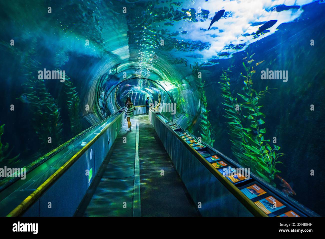 Under sea tunnel at the aquarium of the bay san francisco california