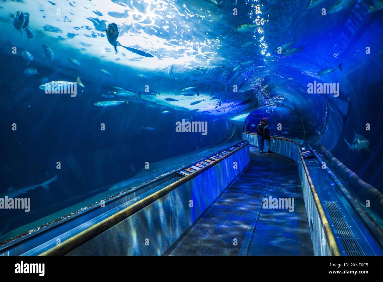 Under sea tunnel at the aquarium of the bay san francisco california