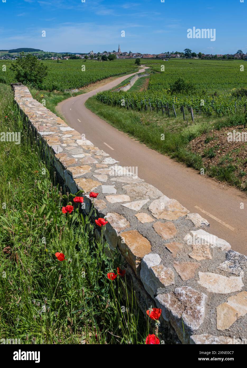 Cycling france green hi-res stock photography and images - Alamy