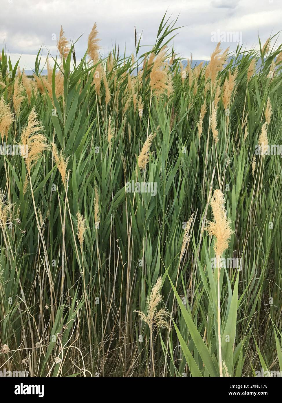 common reed (Phragmites australis) Plantae Stock Photo - Alamy