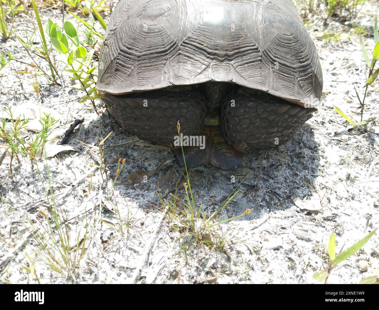 Gopher Tortoise (Gopherus polyphemus) Reptilia Stock Photo - Alamy