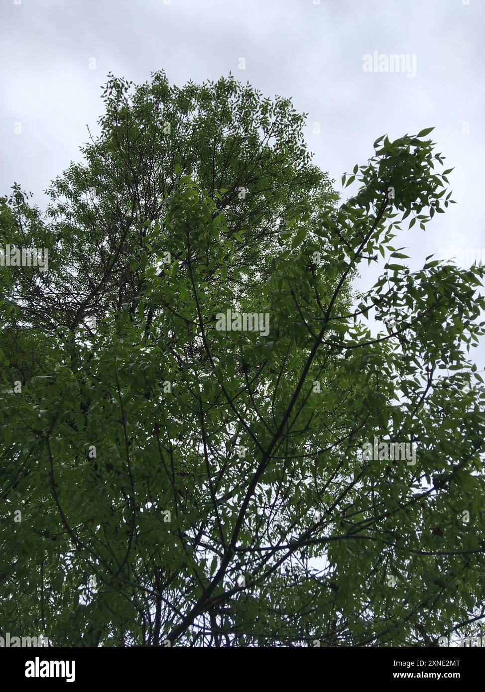 green ash (Fraxinus pennsylvanica) Plantae Stock Photo - Alamy