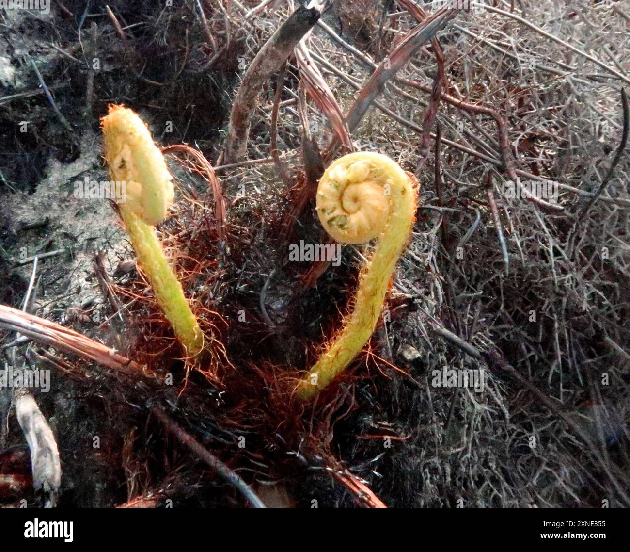 Cape Hard Fern (Blechnum capense) Plantae Stock Photo - Alamy