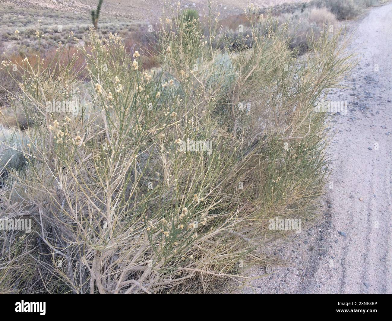 California Broomsage (Lepidospartum squamatum) Plantae Stock Photo - Alamy