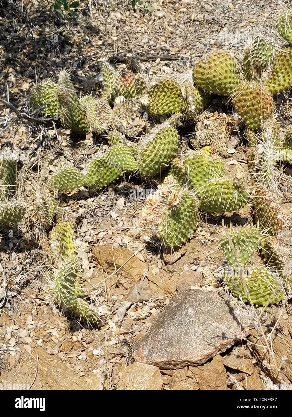 Plains Pricklypear (Opuntia polyacantha) Plantae Stock Photo - Alamy