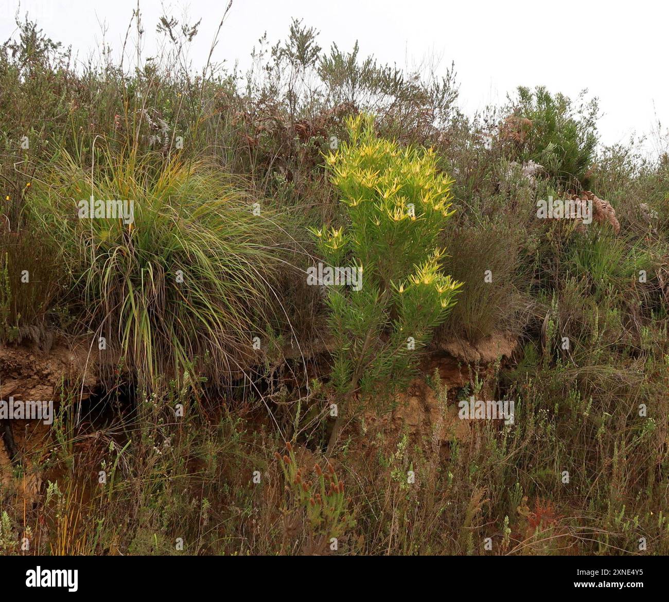 Gumleaf Conebush (Leucadendron eucalyptifolium) Plantae Stock Photo - Alamy