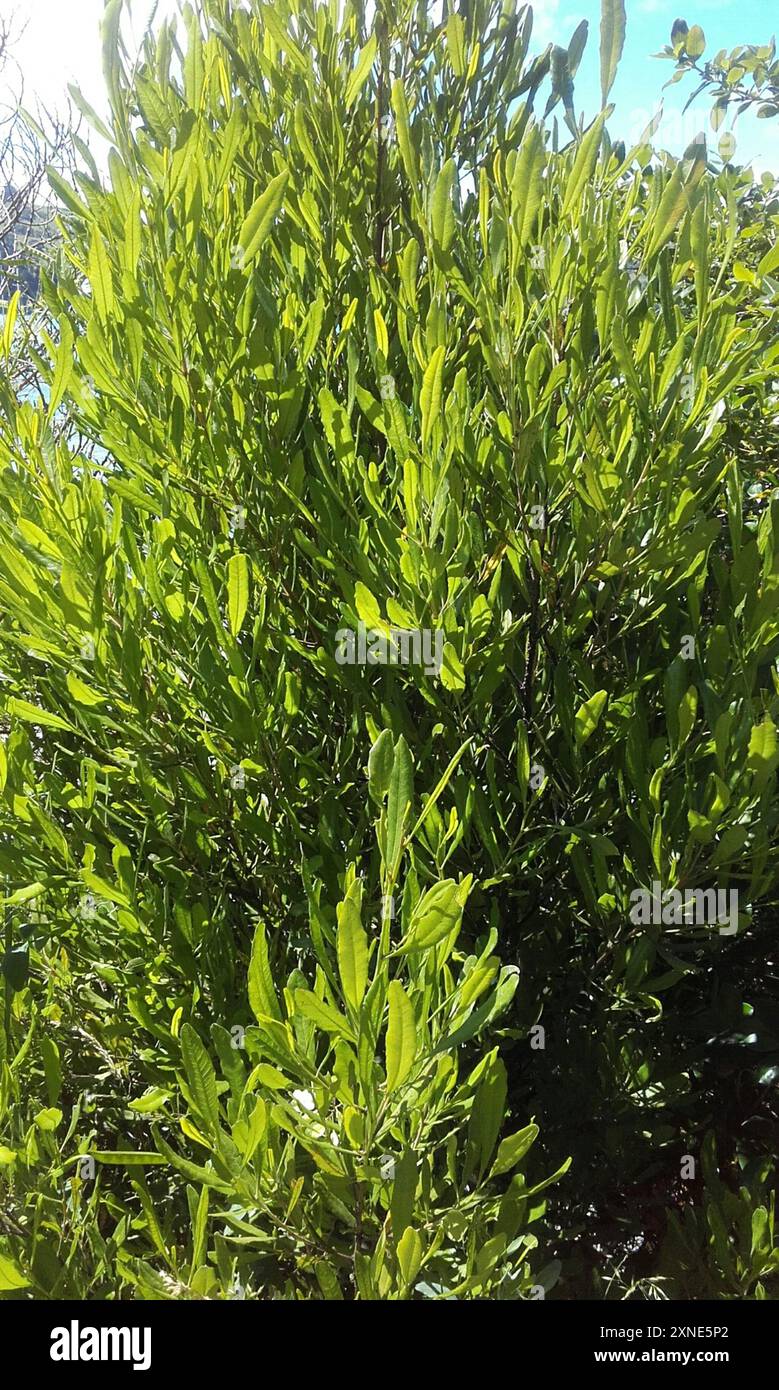 Akeake (Dodonaea viscosa) Plantae Stock Photo - Alamy