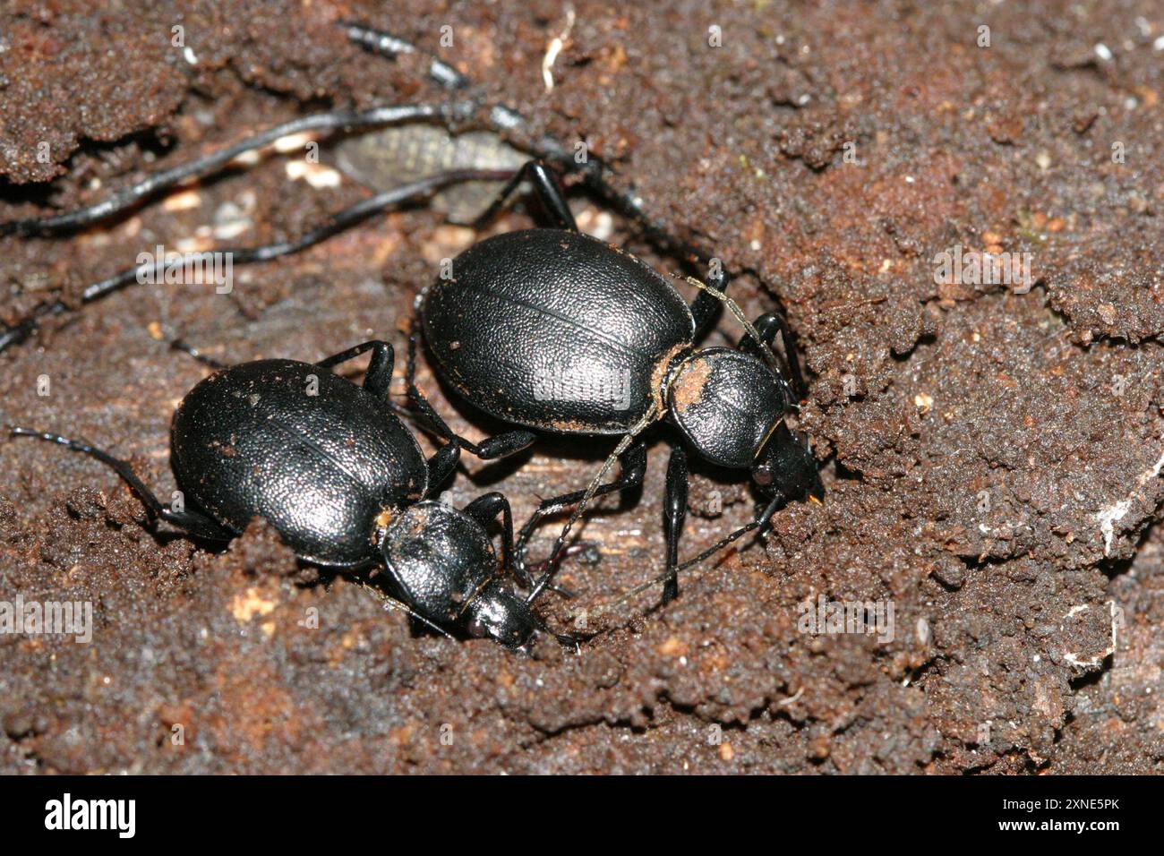 Cychrus Rufus Cychrus caraboides hi-res stock photography and images - Alamy