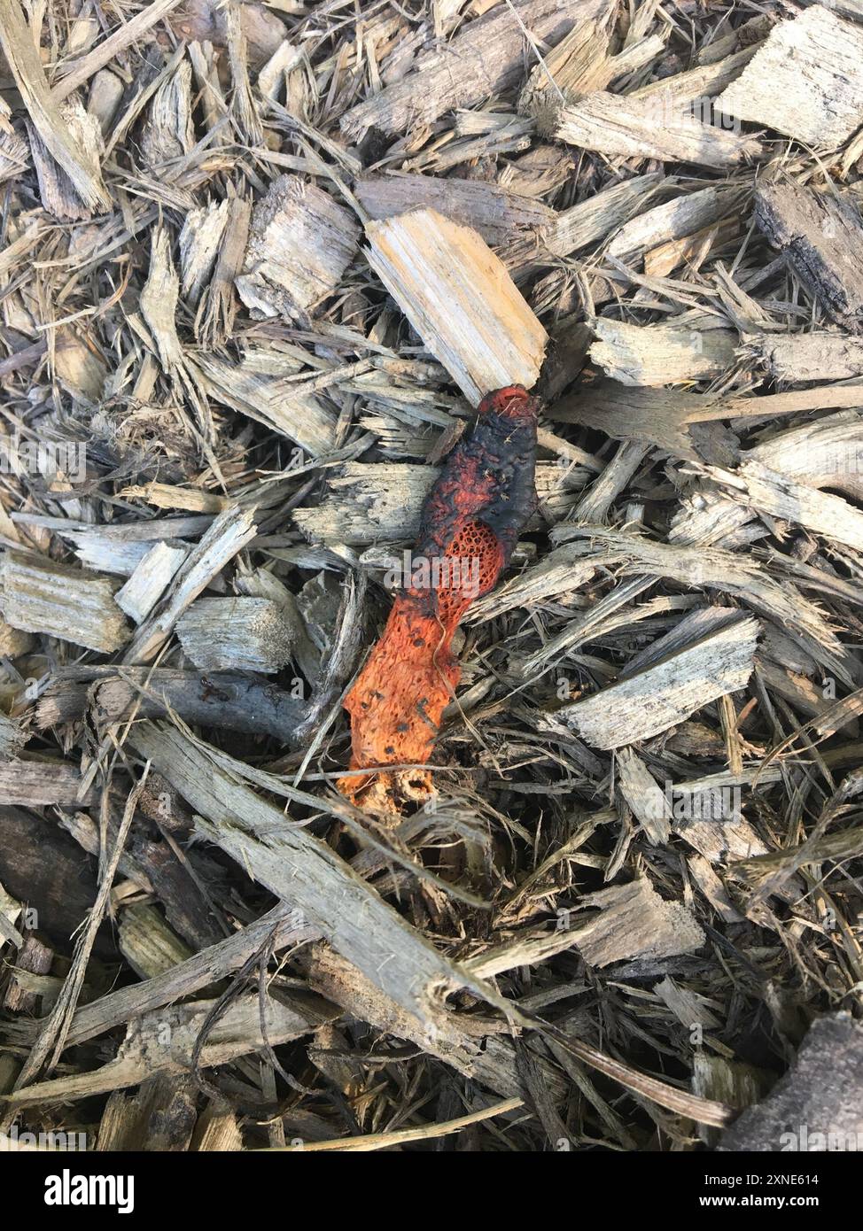 devil's dipstick (Mutinus elegans) Fungi Stock Photo - Alamy