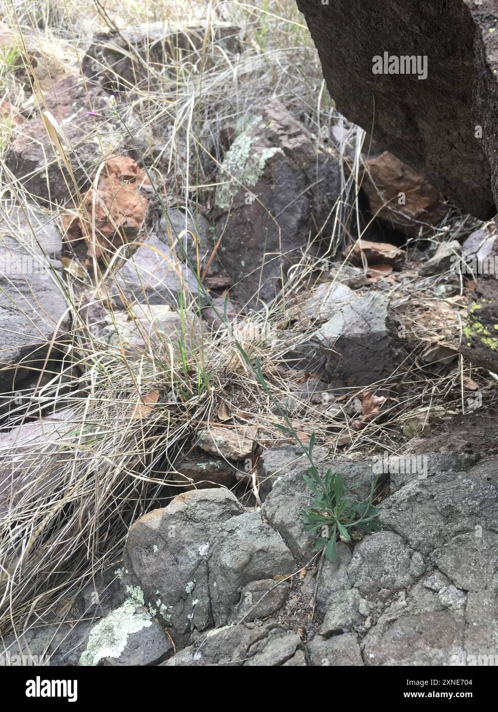 perennial rockcress (Boechera perennans) Plantae Stock Photo Alamy