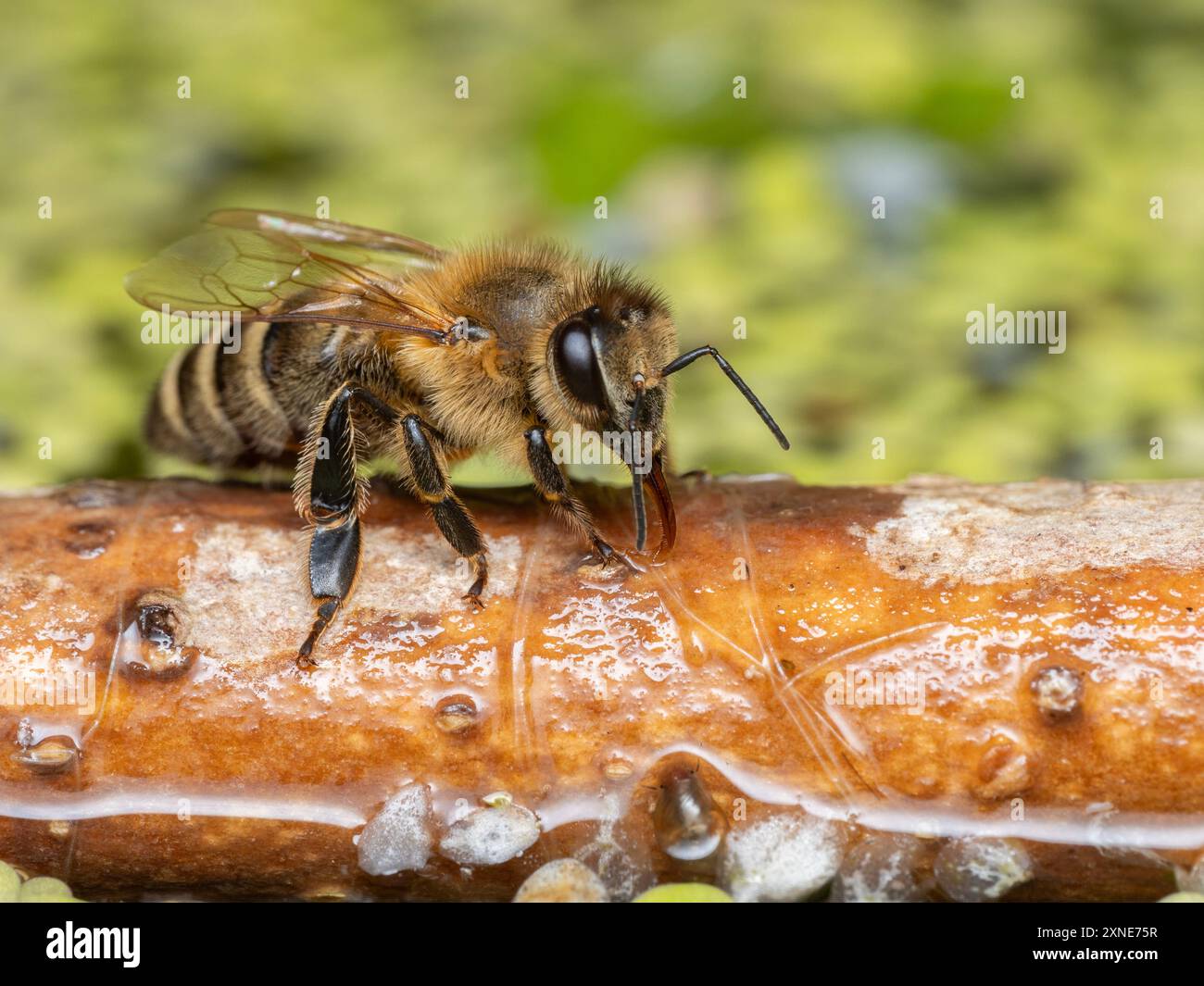 Macro wet bee on hi-res stock photography and images - Alamy