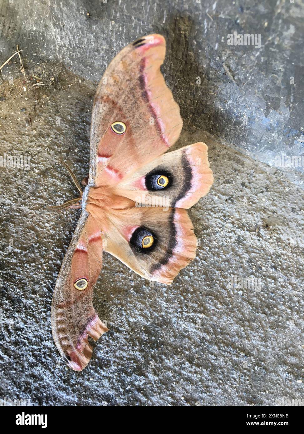 Polyphemus Moth (Antheraea polyphemus) Insecta Stock Photo - Alamy