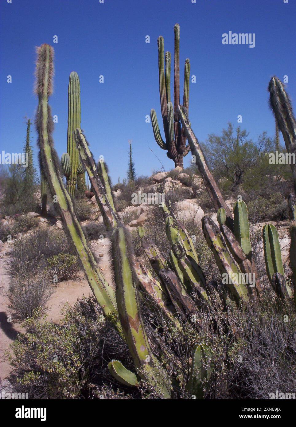 senita cactus (Lophocereus schottii) Plantae Stock Photo - Alamy