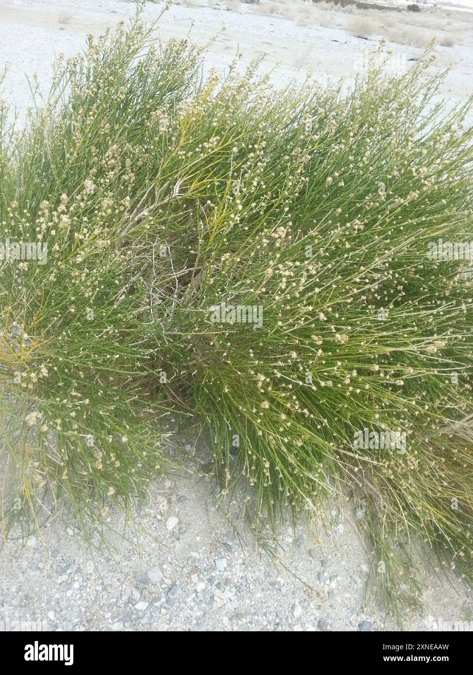 California Broomsage (Lepidospartum squamatum) Plantae Stock Photo - Alamy