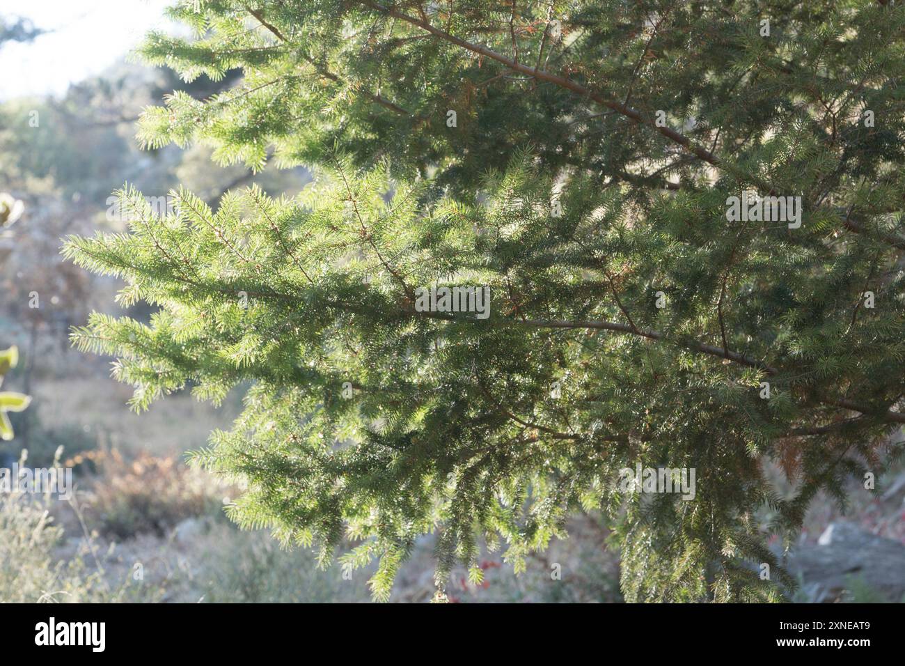 Bigcone Douglas-fir (Pseudotsuga macrocarpa) Plantae Stock Photo - Alamy