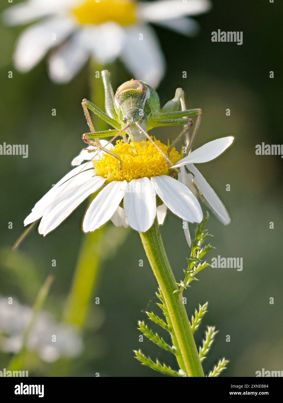 Insect photographer hi-res stock photography and images - Alamy