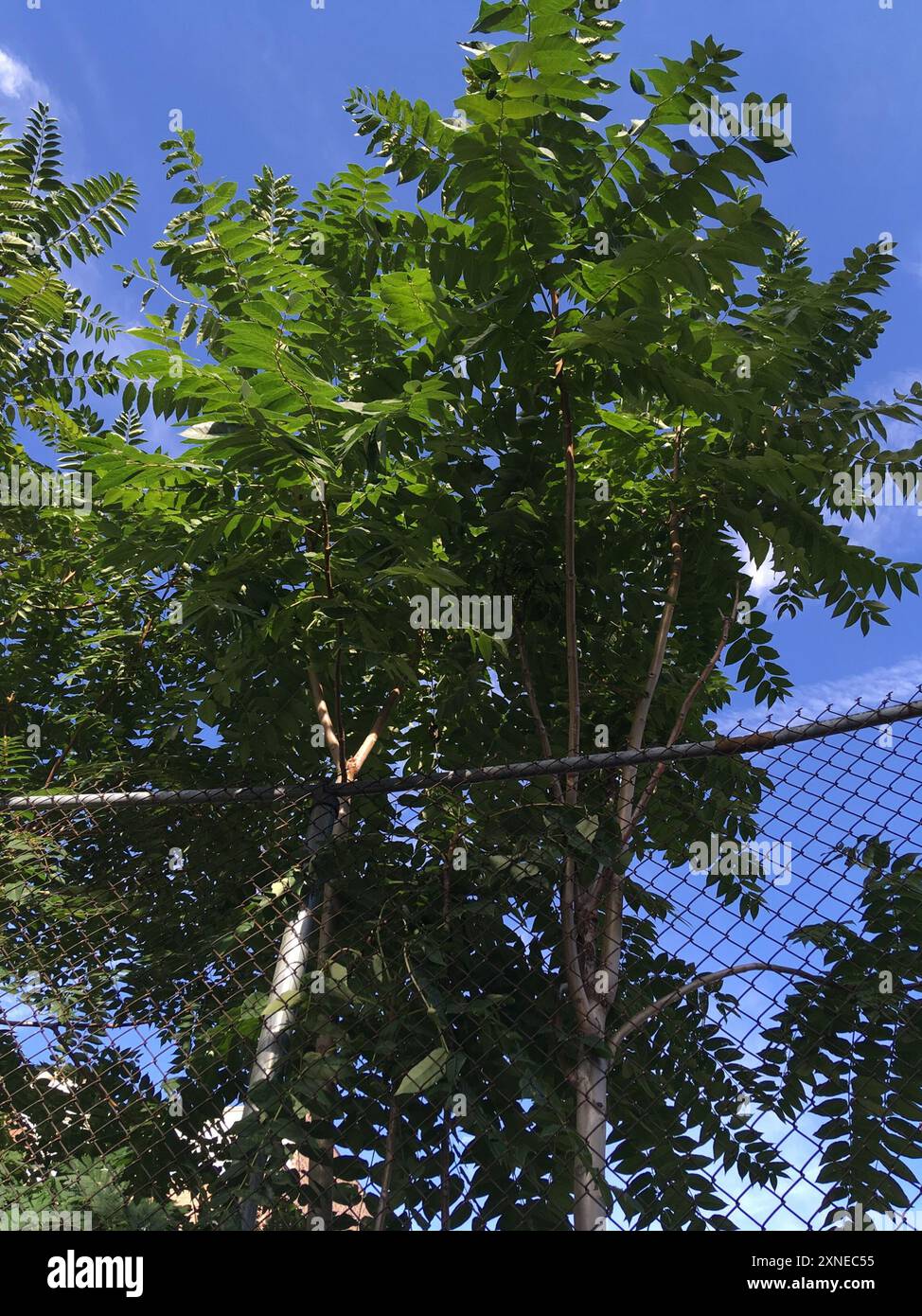 tree-of-heaven (Ailanthus altissima) Plantae Stock Photo - Alamy