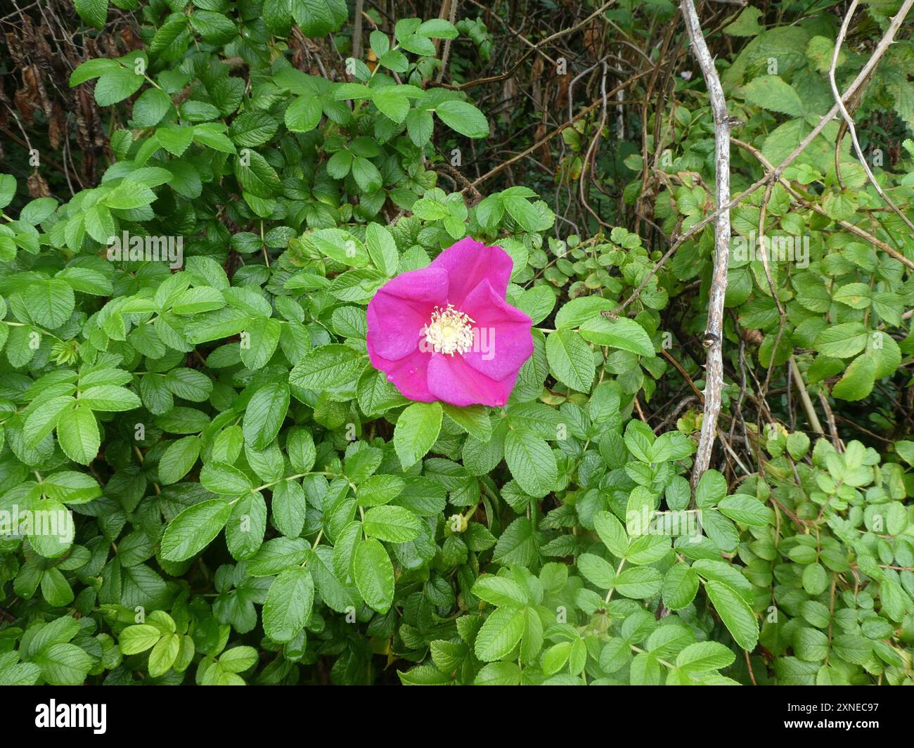 rugosa rose (Rosa rugosa) Plantae Stock Photo - Alamy