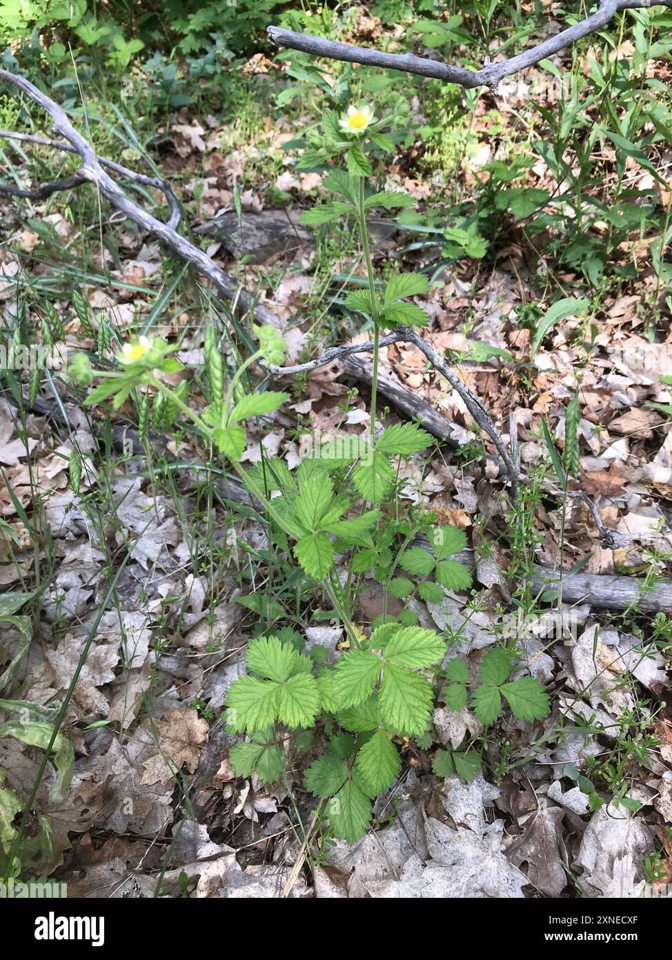 Rose Family Rheum rose family (Rosaceae) Plantae Stock Photo - Alamy