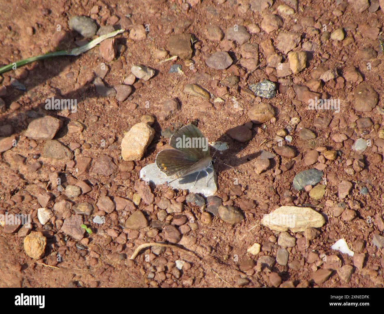 Eastern Tailed-Blue (Cupido comyntas) Insecta Stock Photo - Alamy