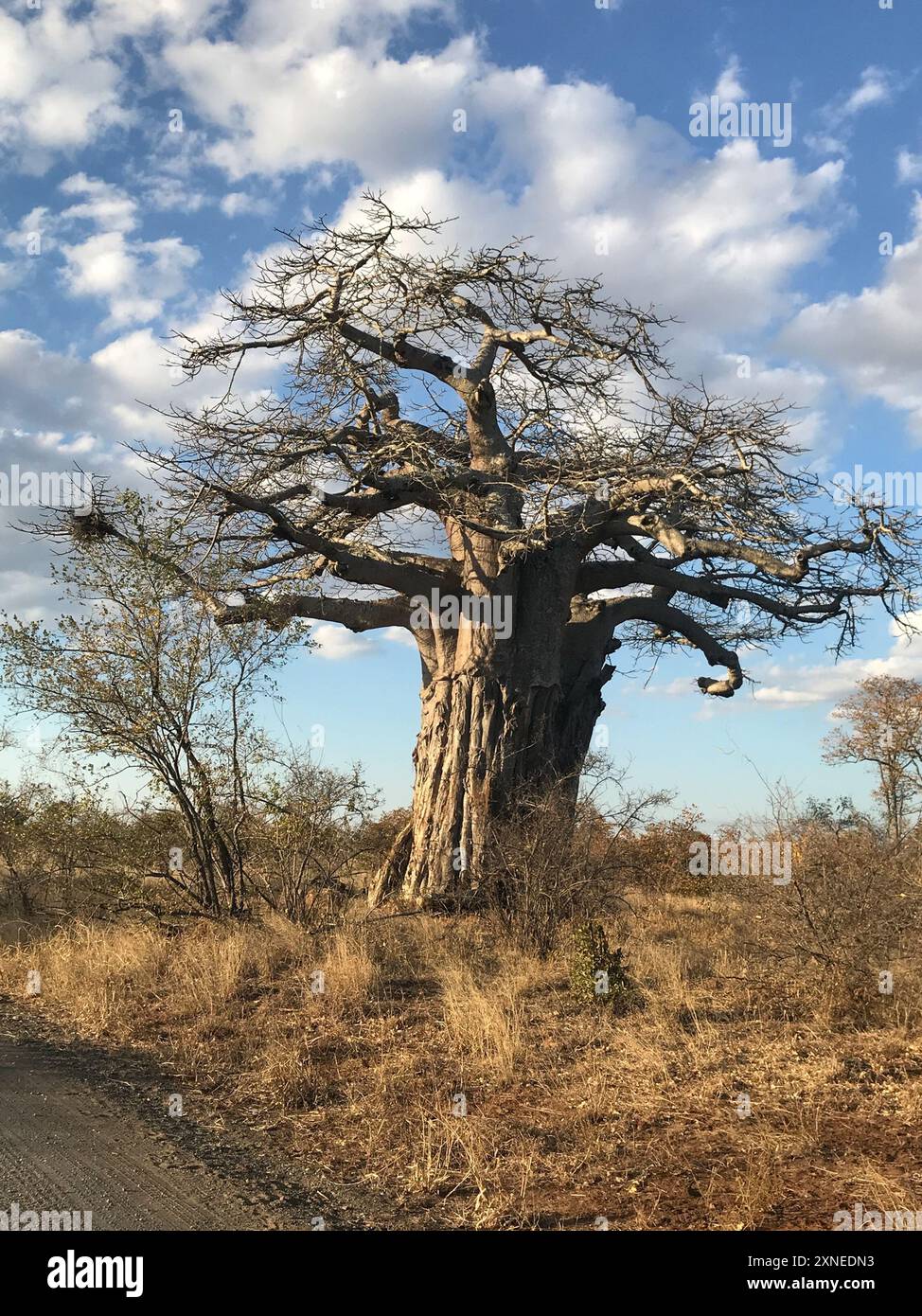 SAFLAX - Confezione Regalo Con Semi Di Baobab Africano (Adansonia Digitata). 6 Semi Con Istruzioni Per La Coltivazione. Idea Regalo Originale.