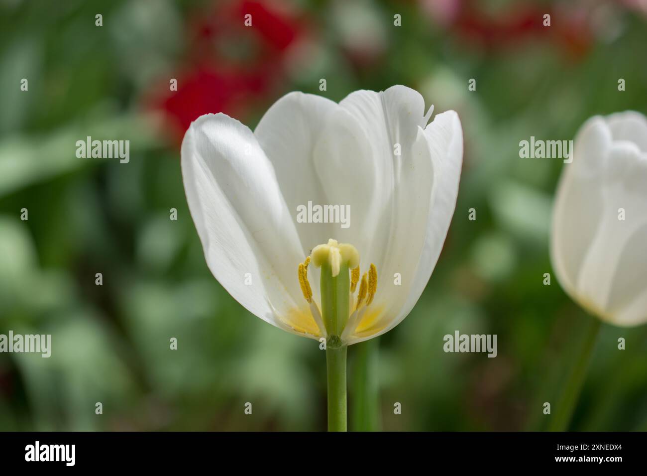 Colorful tulip flower bloom in the spring garden Stock Photo - Alamy