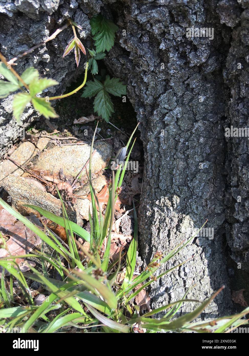 Diurnal Fireflies (Ellychnia) Insecta Stock Photo - Alamy