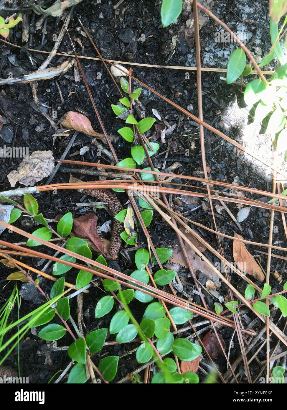 Creeping Blueberry (Vaccinium crassifolium) Plantae Stock Photo - Alamy