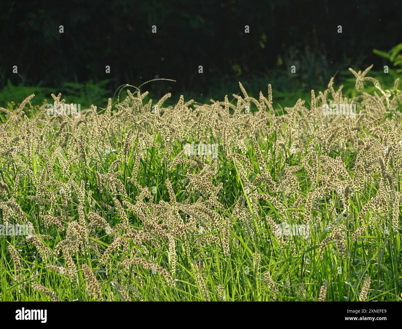 Southern Sandbur (Cenchrus echinatus) Plantae Stock Photo - Alamy