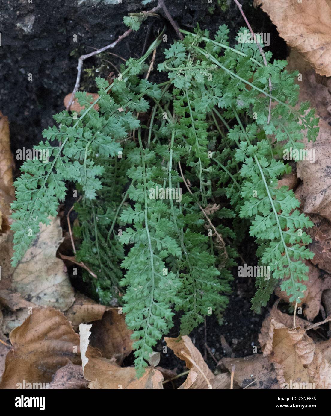 Smooth rock spleenwort (Asplenium fontanum) Plantae Stock Photo - Alamy