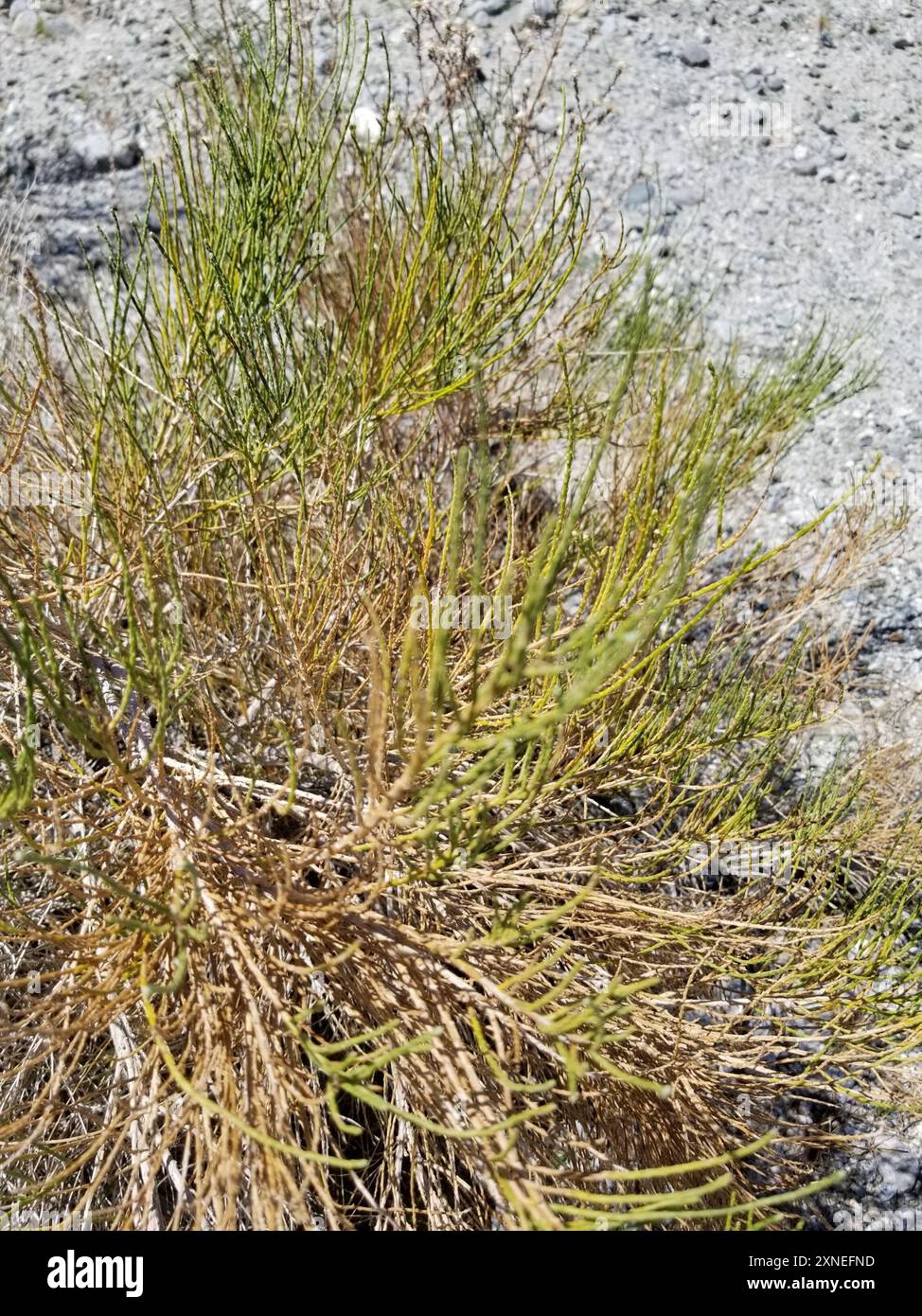 California Broomsage (Lepidospartum squamatum) Plantae Stock Photo - Alamy