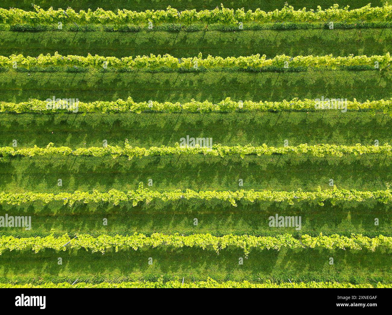 Aerial view of rows of vines in a vineyard in the UK. No people Stock ...