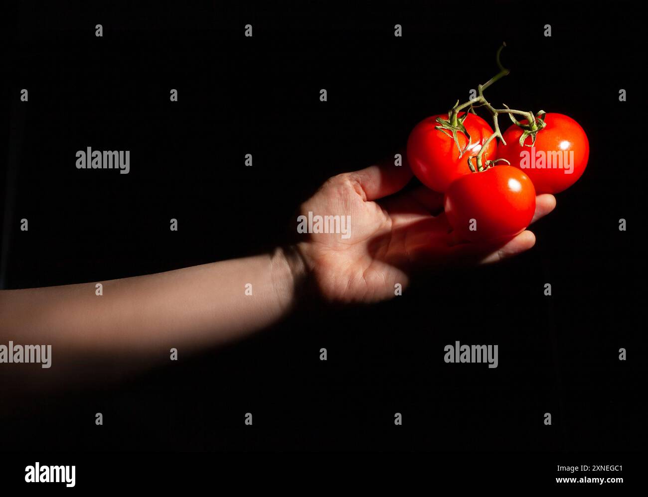 tomato branch in hand on black background Stock Photo