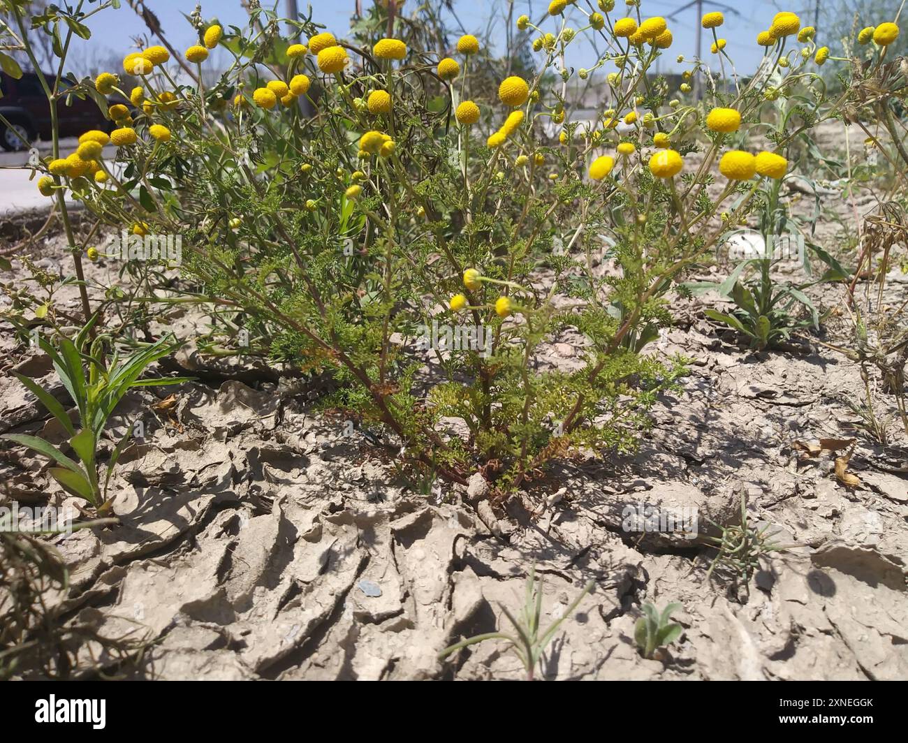 stinknet (Oncosiphon pilulifer) Plantae Stock Photo - Alamy