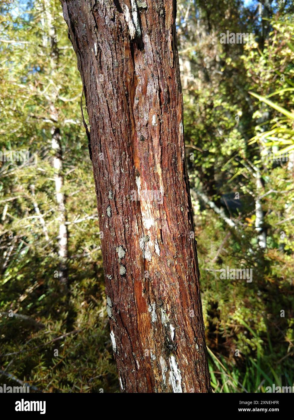 Akeake (Dodonaea viscosa) Plantae Stock Photo - Alamy