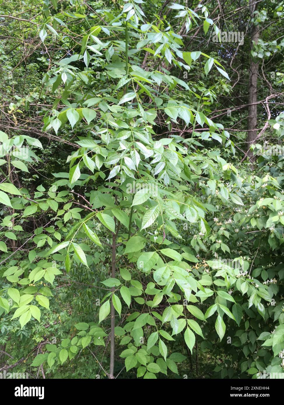 green ash (Fraxinus pennsylvanica) Plantae Stock Photo - Alamy