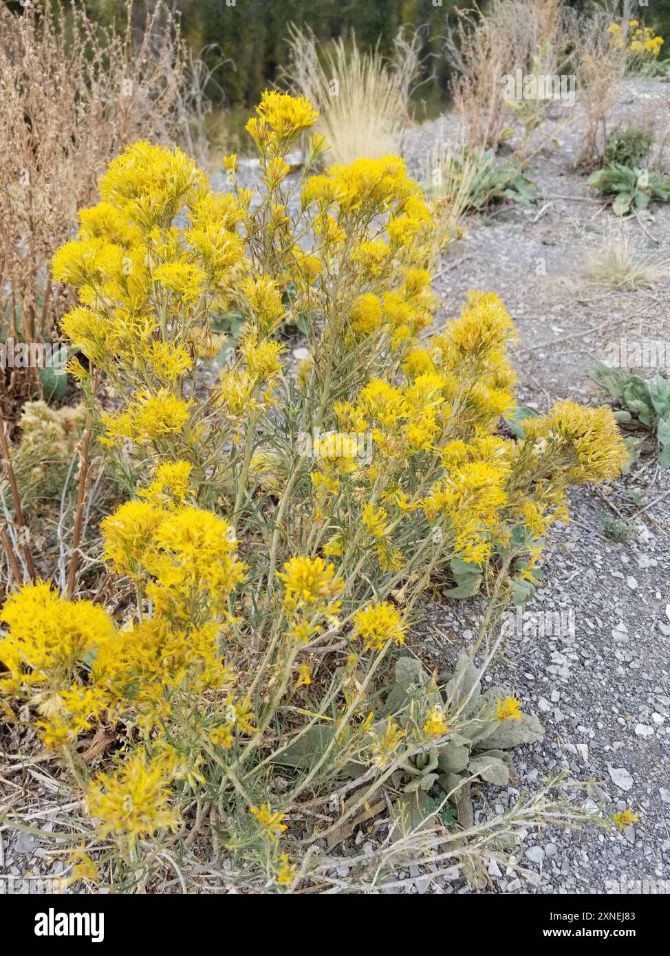 Rubber Rabbitbrush (Ericameria nauseosa) Plantae Stock Photo - Alamy