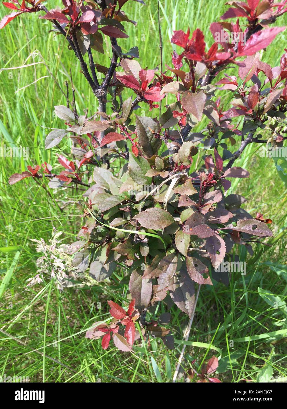 Rose Family Rheum rose family (Rosaceae) Plantae Stock Photo - Alamy