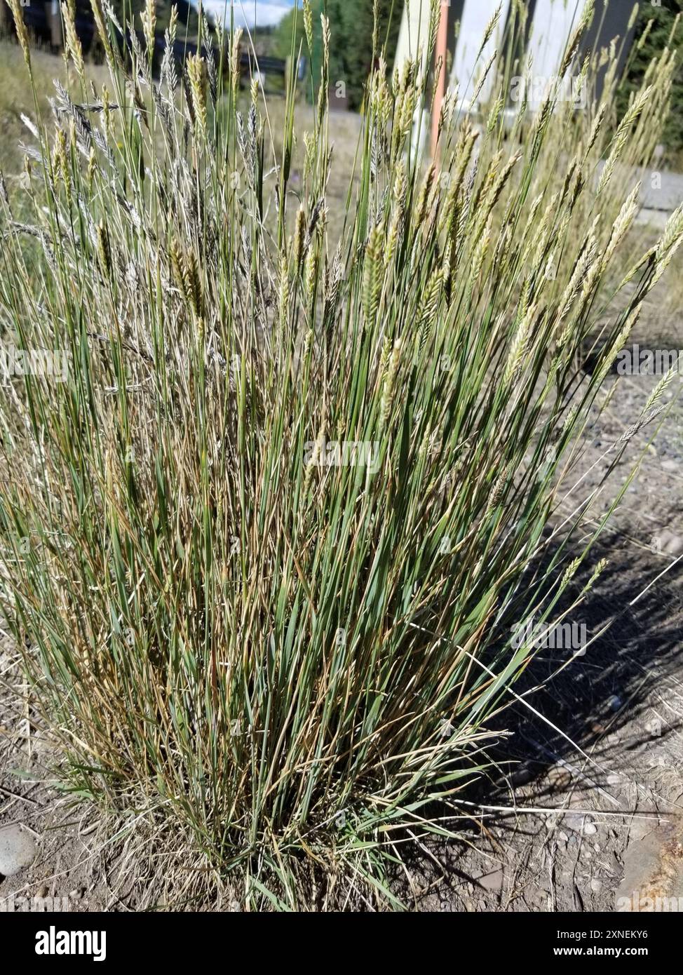 Psathyrostachys juncea hi-res stock photography and images - Alamy