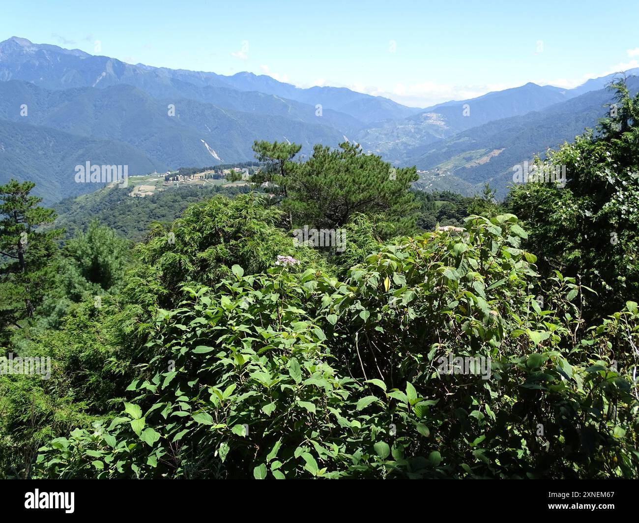 rough-leaved-hydrangea-hydrangea-aspera-plantae-stock-photo-alamy