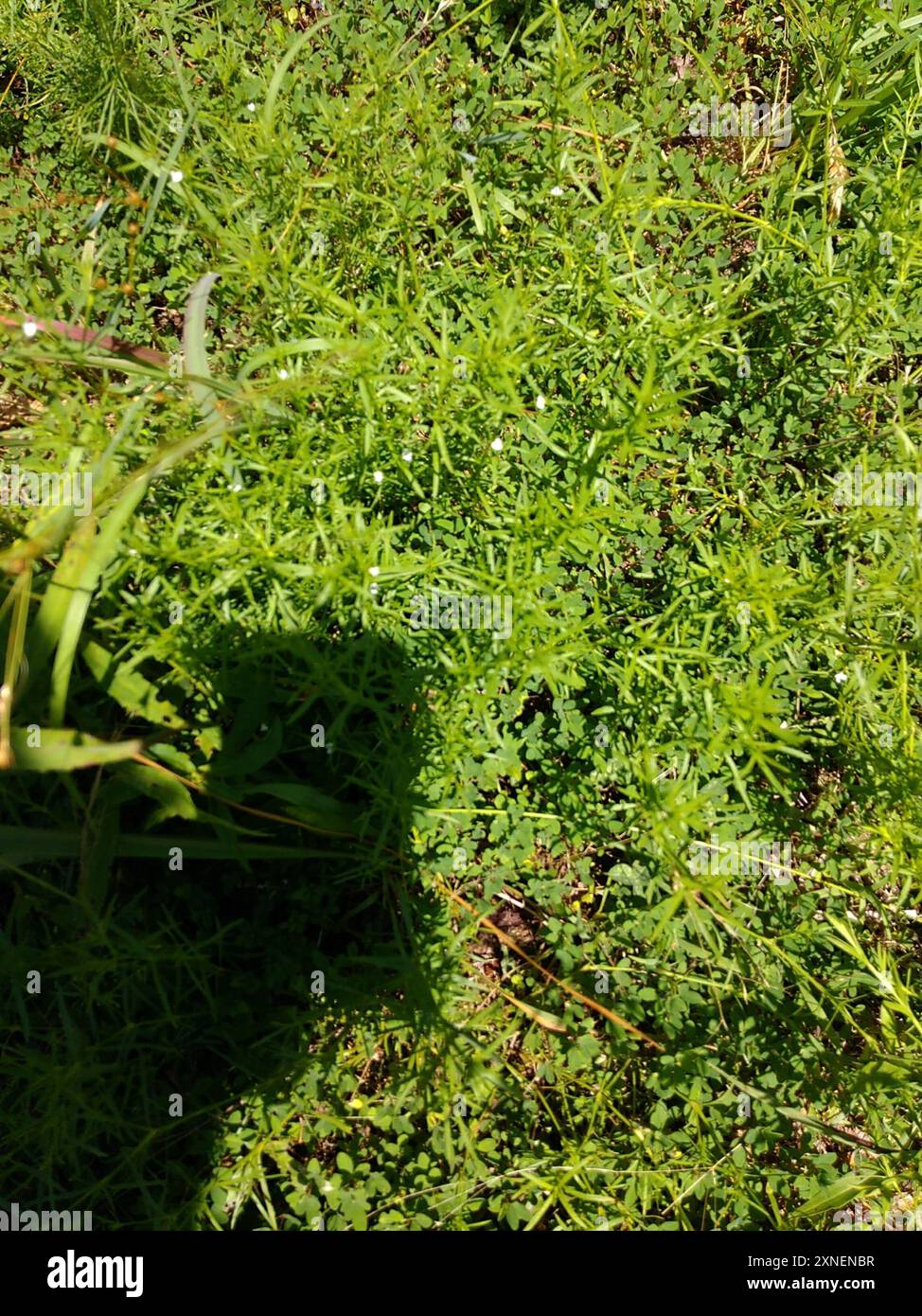 Rust Weed (Polypremum procumbens) Plantae Stock Photo - Alamy