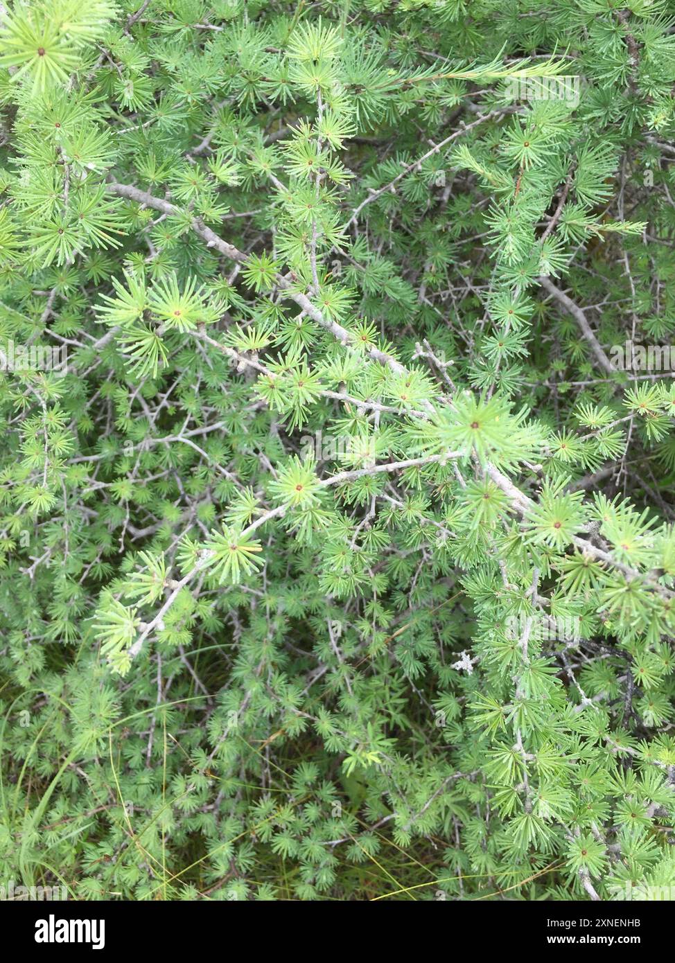 tamarack (Larix laricina) Plantae Stock Photo - Alamy