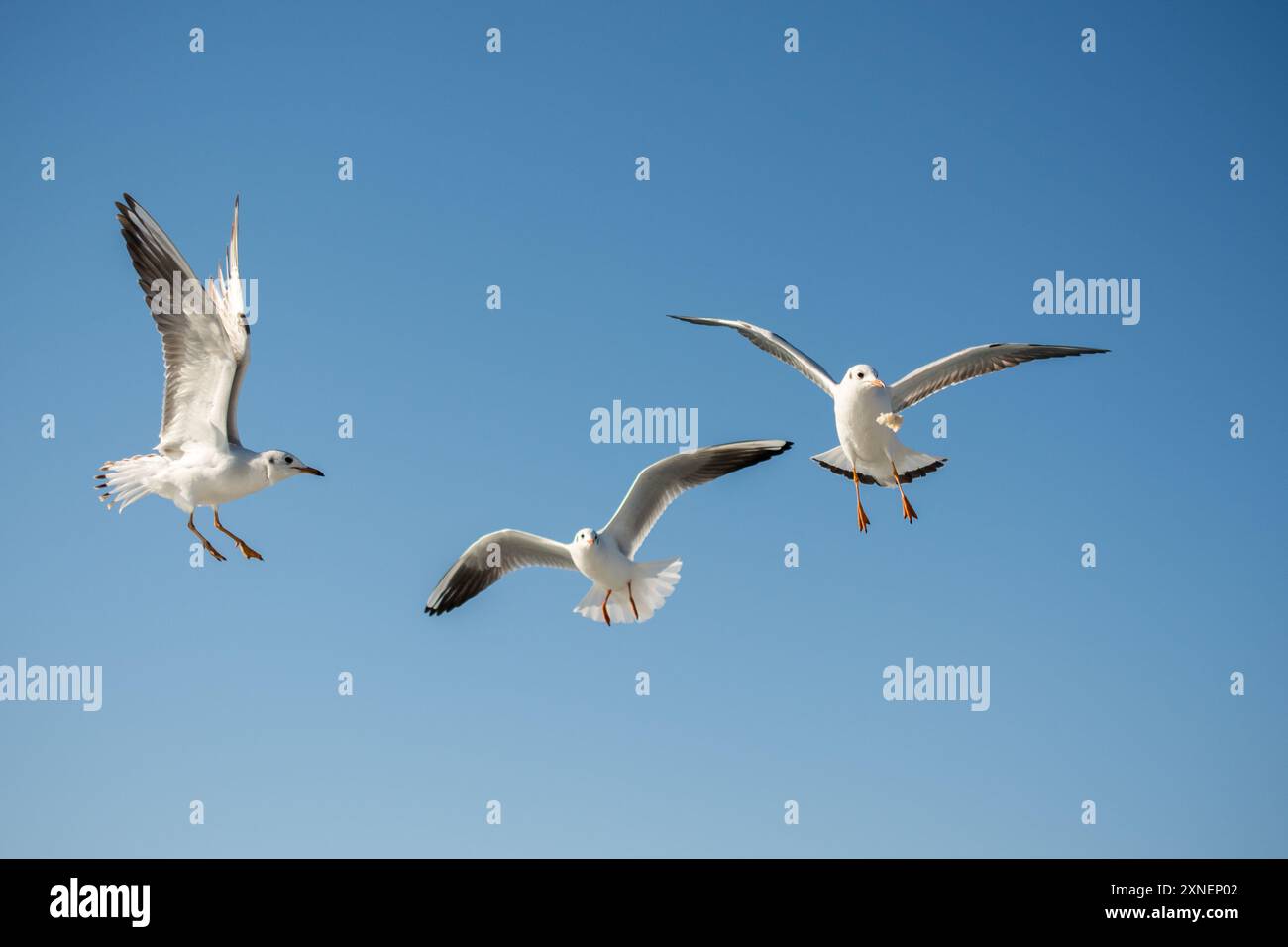 Seagull flying in a blue sky as a background Stock Photo - Alamy