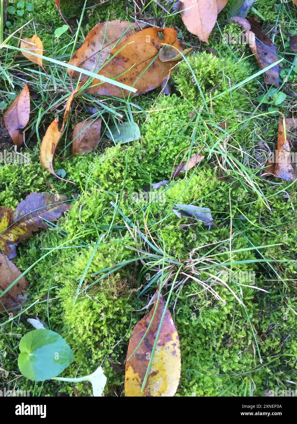 Goose Neck Moss (Rhytidiadelphus) Plantae Stock Photo - Alamy