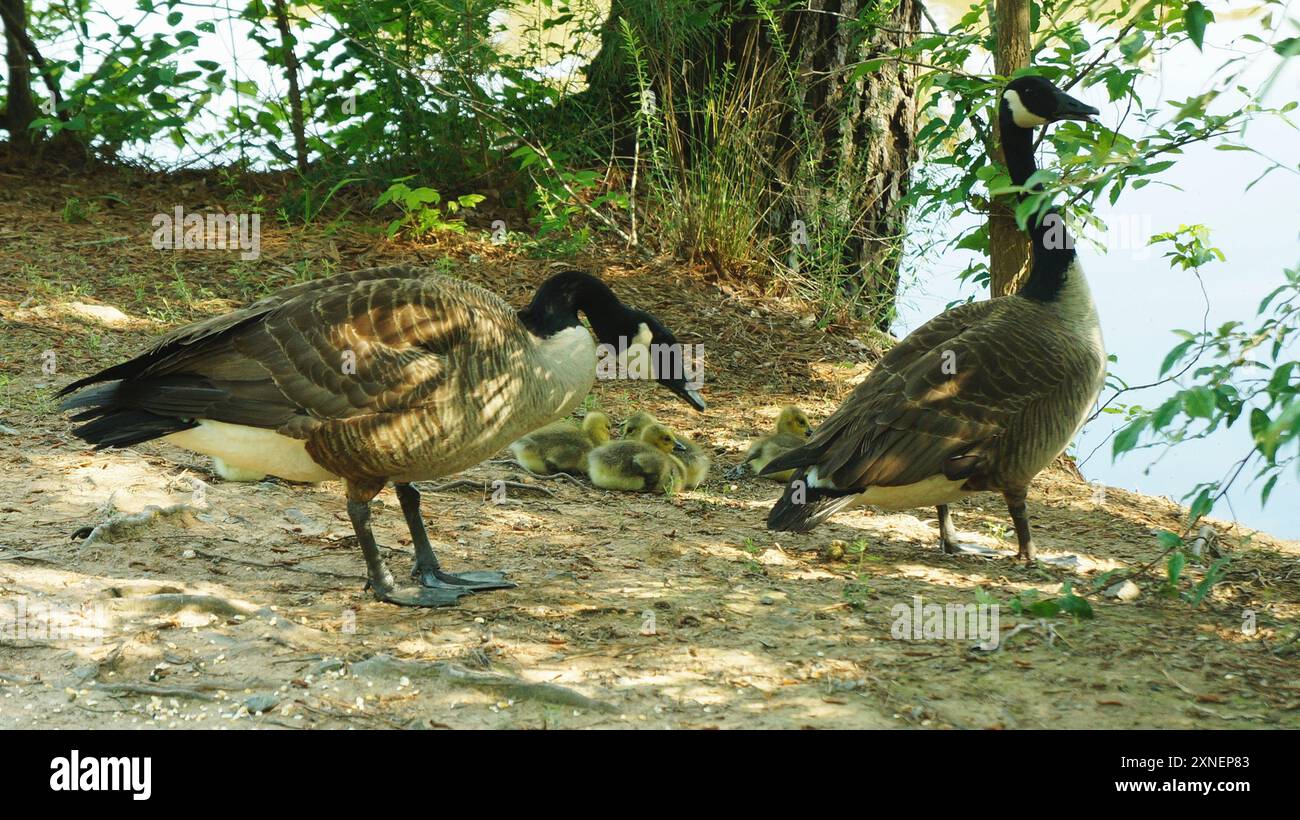 Giant Canada Goose Branta canadensis maxima Aves Stock Photo Alamy