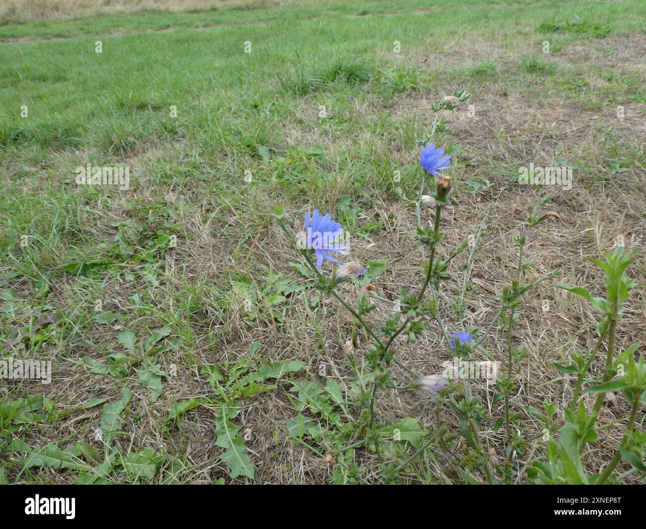 chicory (Cichorium intybus) Plantae Stock Photo - Alamy